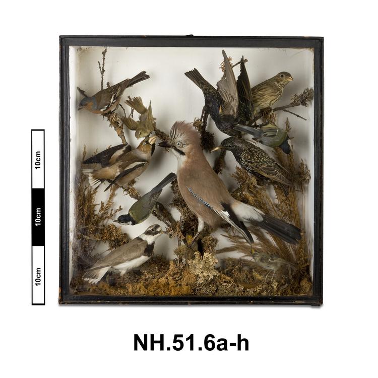 Image of Goldcrest