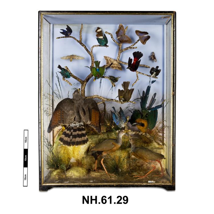 Image of Birds