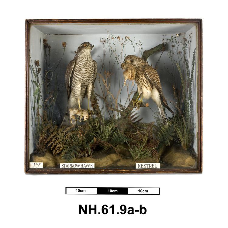 General view of whole of Horniman Museum object no NH.61.9