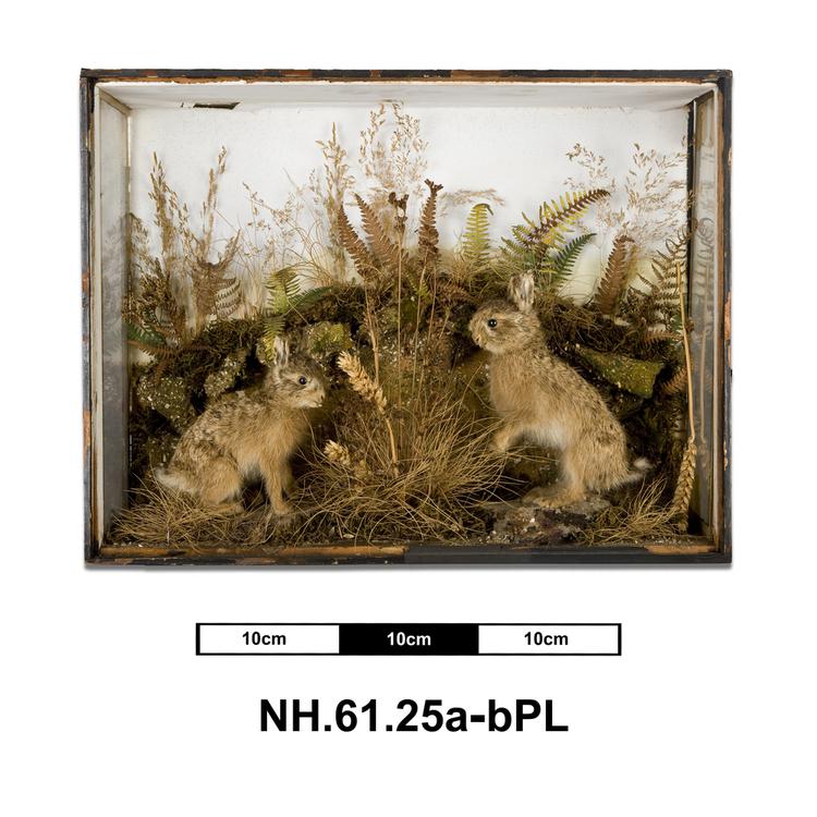 Image of European Hare