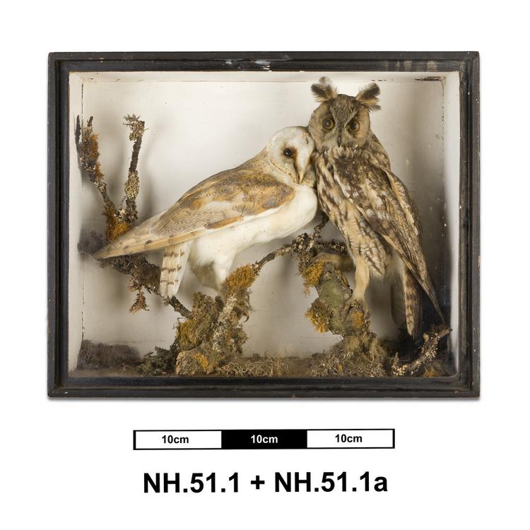 General view of whole of Horniman Museum object no NH.51.1a
