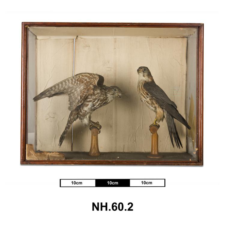 General view of whole of Horniman Museum object no NH.60.2