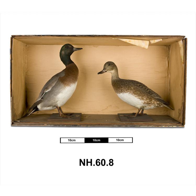 image of Wild duck x widgeon (null)