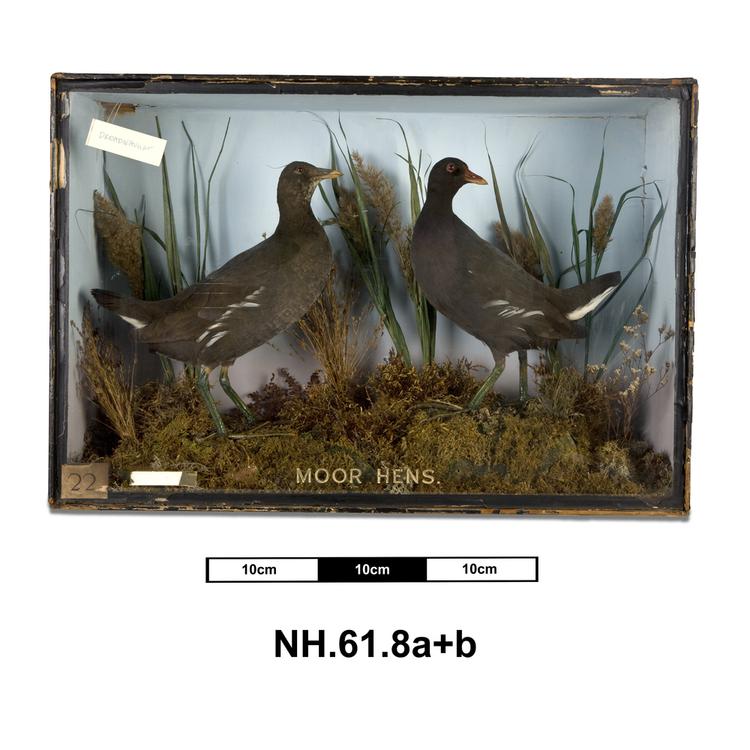 Image of Moorhens