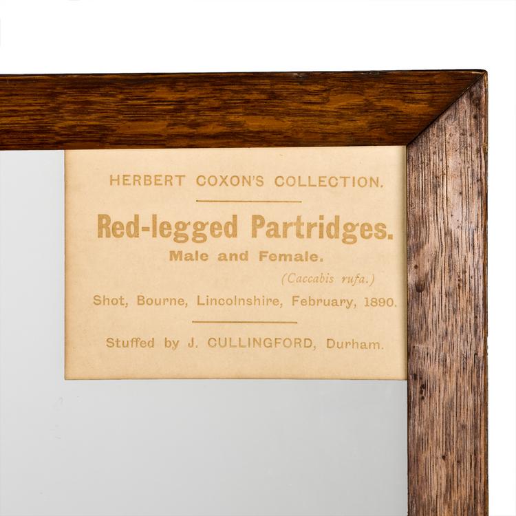 Detail view of label of Horniman Museum object no NH.62.2