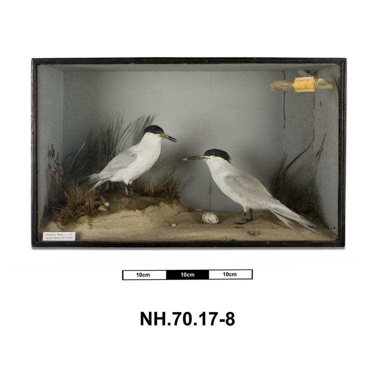 Image of Sandwich Tern