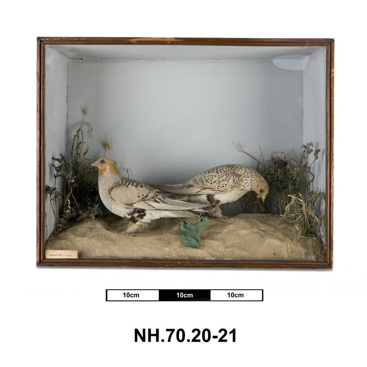 General view of whole of Horniman Museum object no NH.70.20