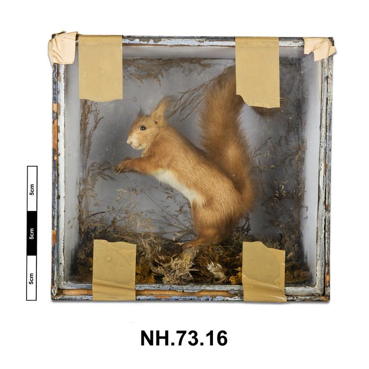 Image of Eurasian Red Squirrel