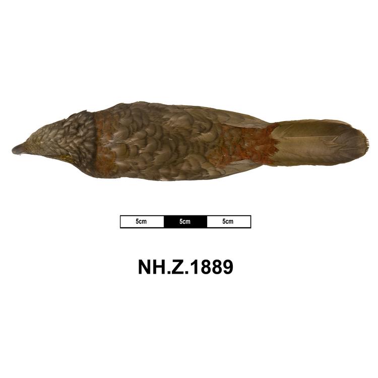 Dorsal view of whole of Horniman Museum object no NH.Z.1889