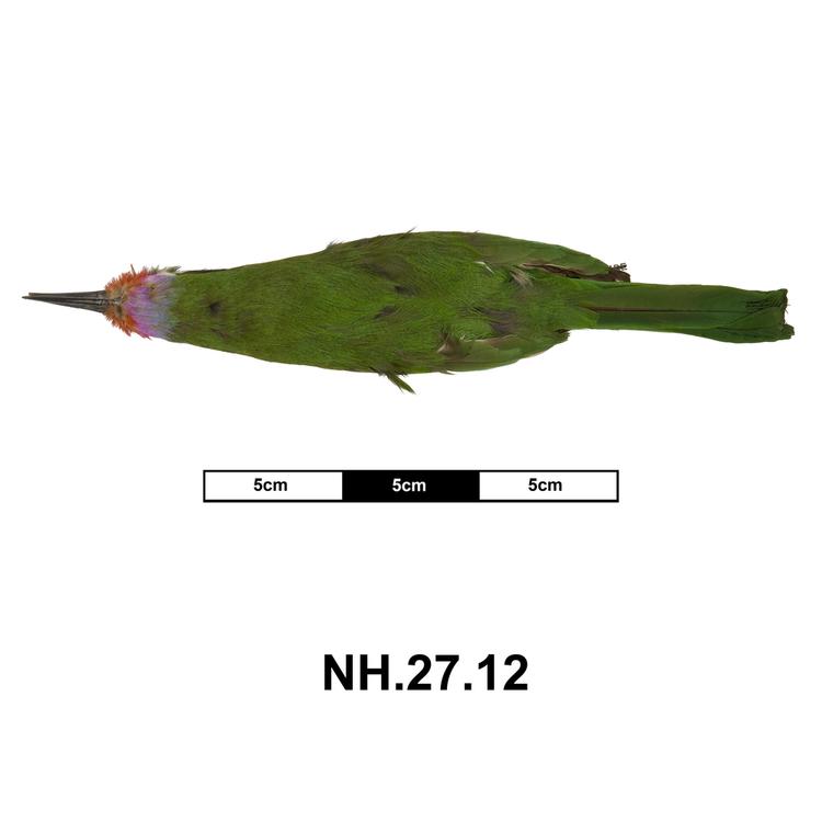 Image of Red-bearded Bee-eater