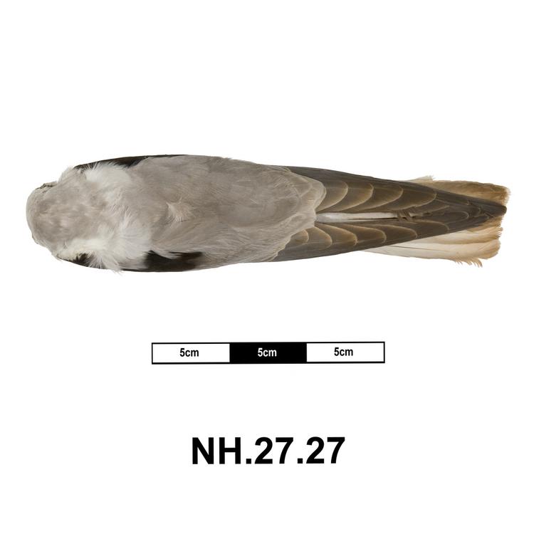 Dorsal view of whole of Horniman Museum object no NH.27.27