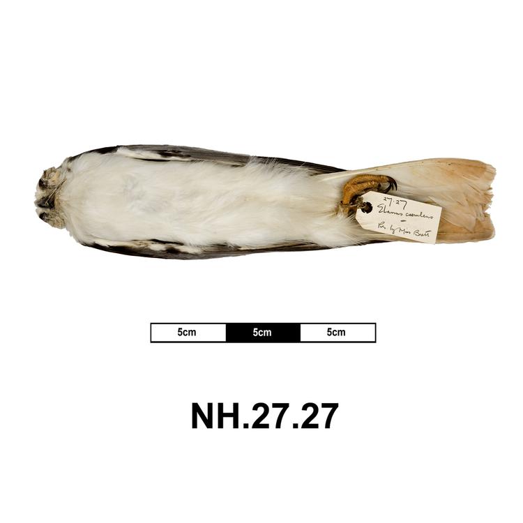 Ventral view of whole of Horniman Museum object no NH.27.27