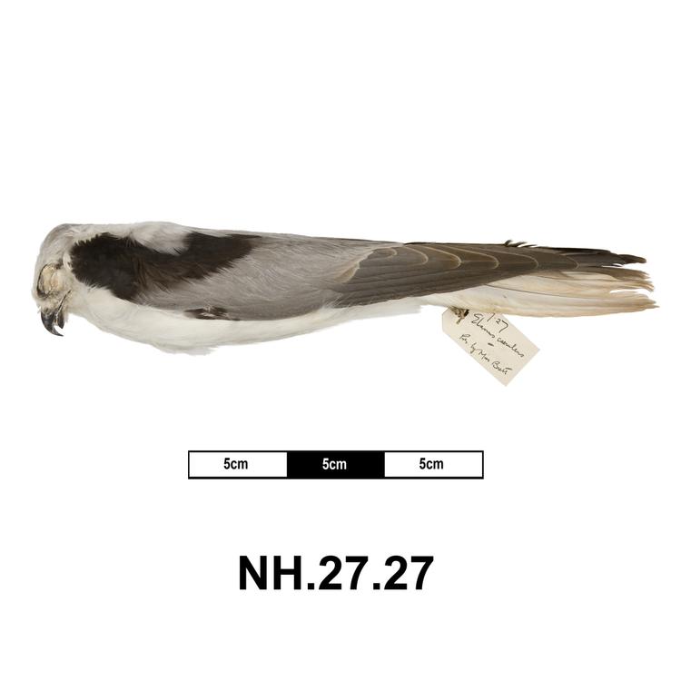 Lateral view from left of whole of Horniman Museum object no NH.27.27