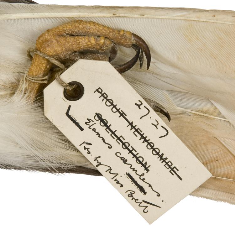 Detail view of label of Horniman Museum object no NH.27.27