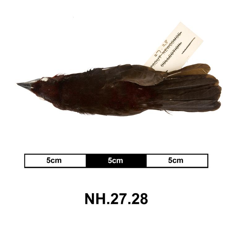 Dorsal view of whole of Horniman Museum object no NH.27.28