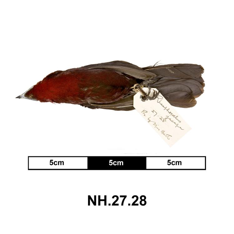 Ventral view of whole of Horniman Museum object no NH.27.28
