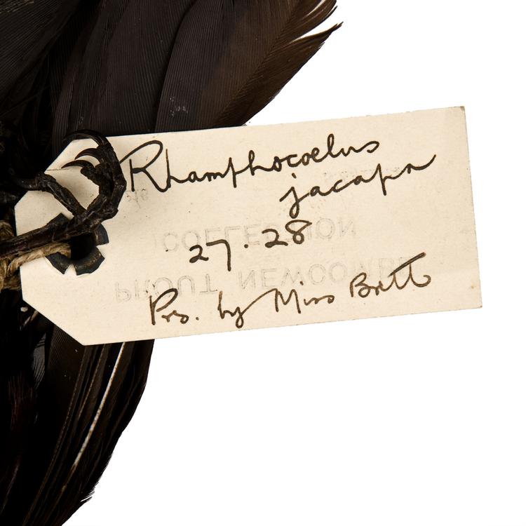 Detail view of label of Horniman Museum object no NH.27.28