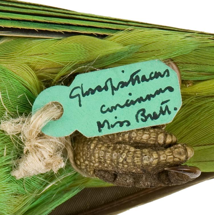 Detail view of label of Horniman Museum object no NH.27.3