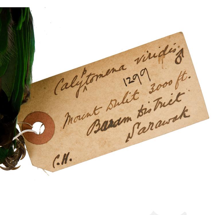 Image of Lesser Green Broadbill