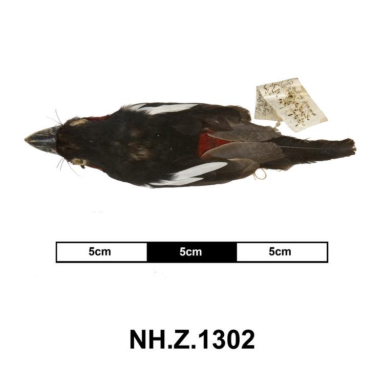 image of Black-and-red Broadbill (Cymbirhynchus macrorhynchos)