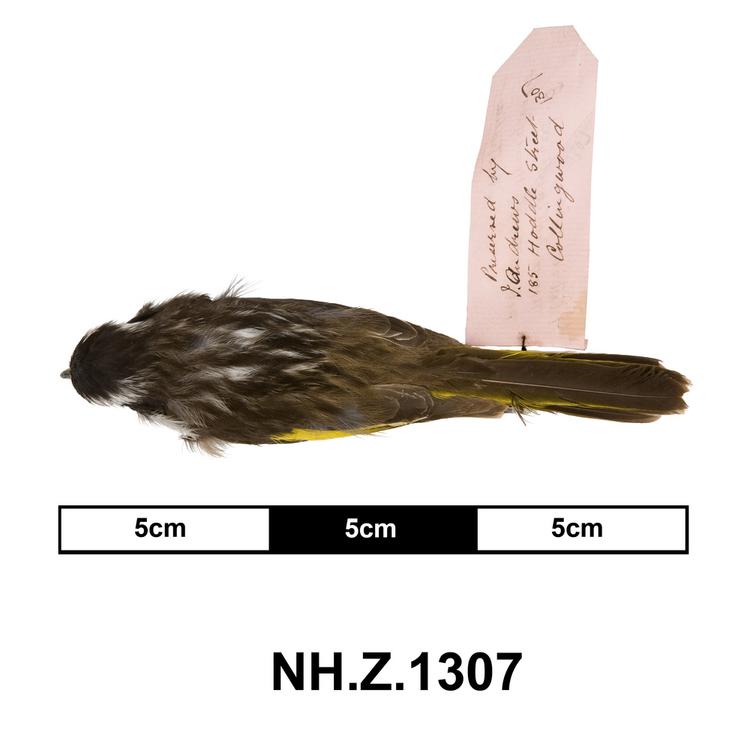 Dorsal view of whole of Horniman Museum object no NH.Z.1307
