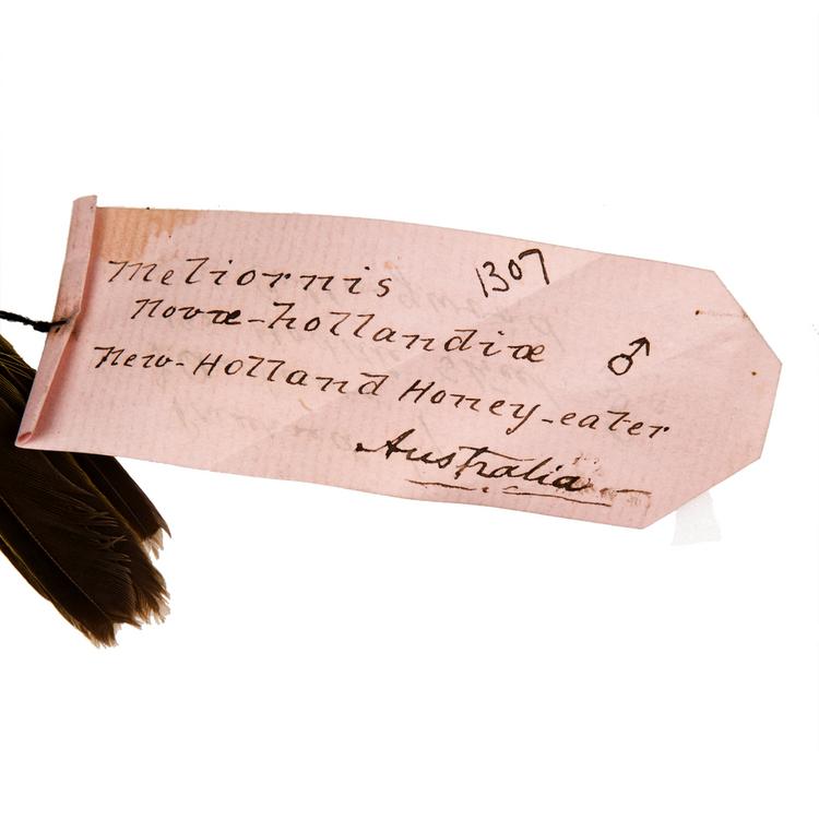 Detail view of label of Horniman Museum object no NH.Z.1307