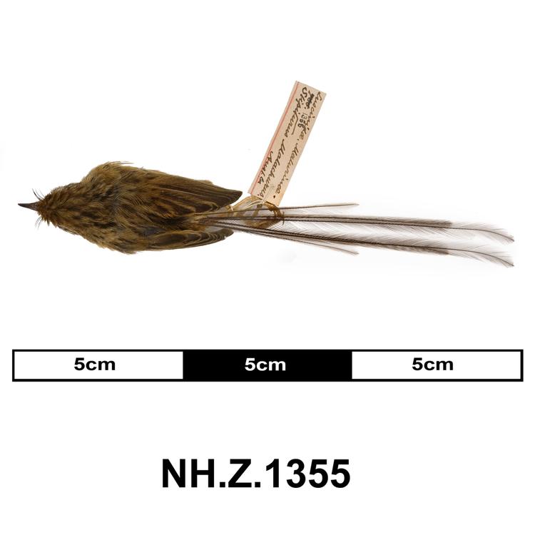 Image of Southern Emuwren