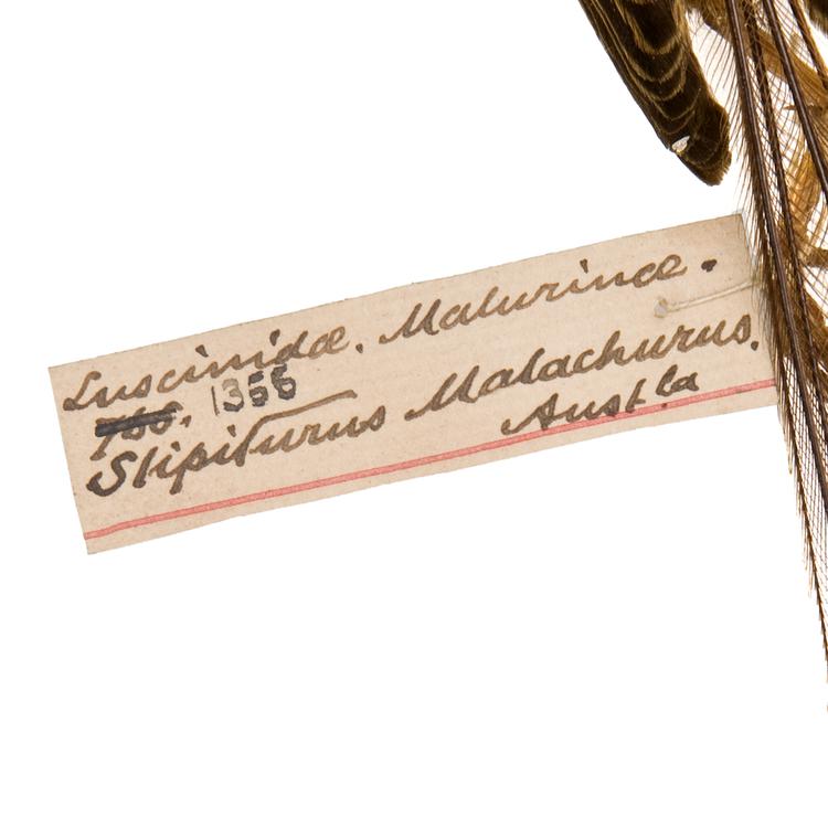 Image of Southern Emuwren
