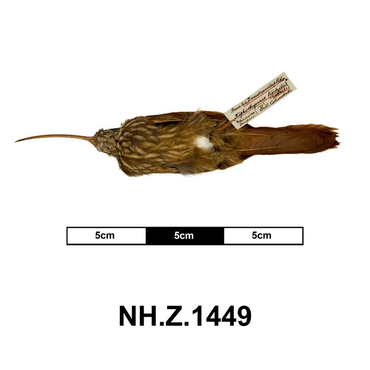 Ventral view of whole of Horniman Museum object no NH.Z.1449