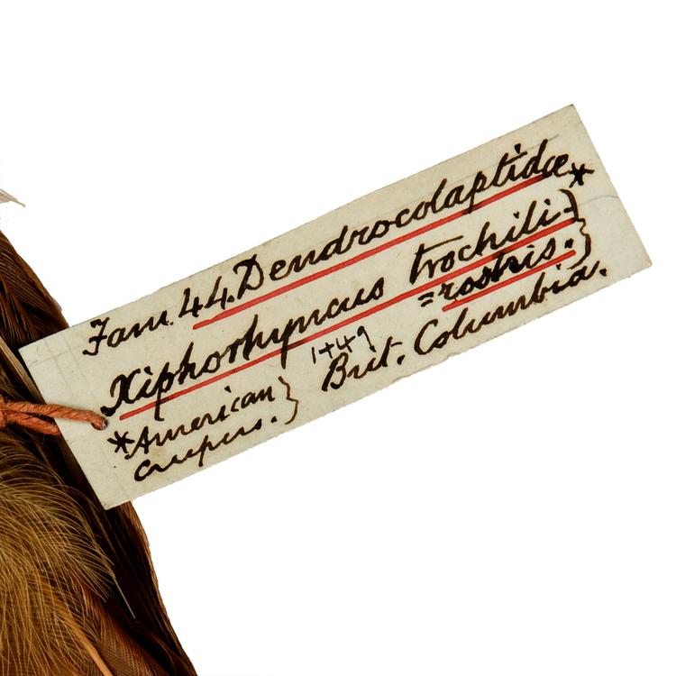 Detail view of label of Horniman Museum object no NH.Z.1449