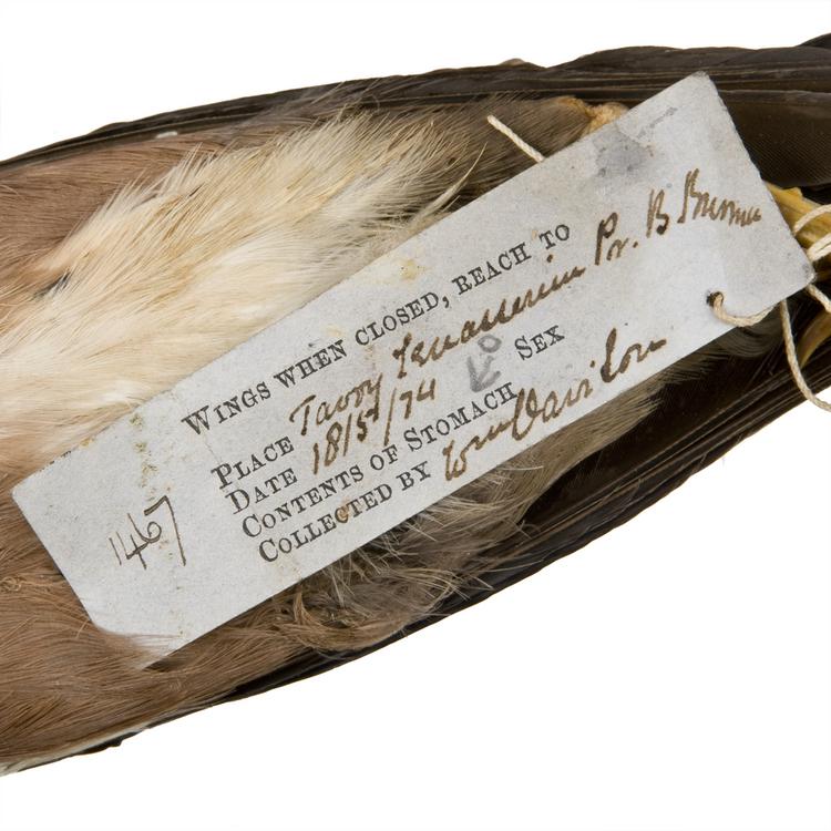 Detail view of label of Horniman Museum object no NH.Z.1467
