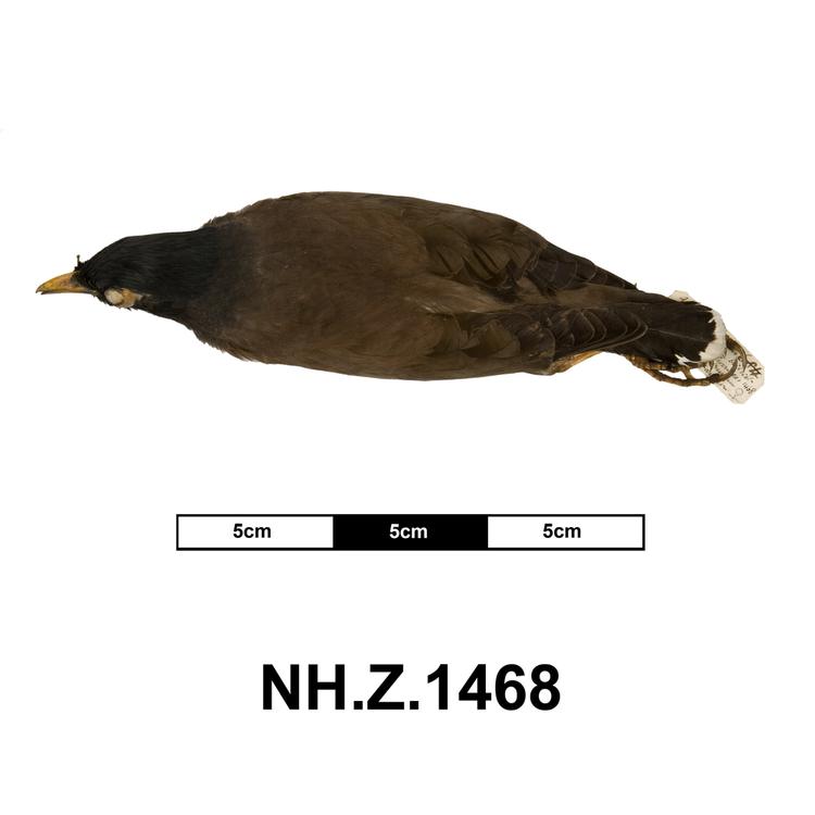 Image of Common Myna