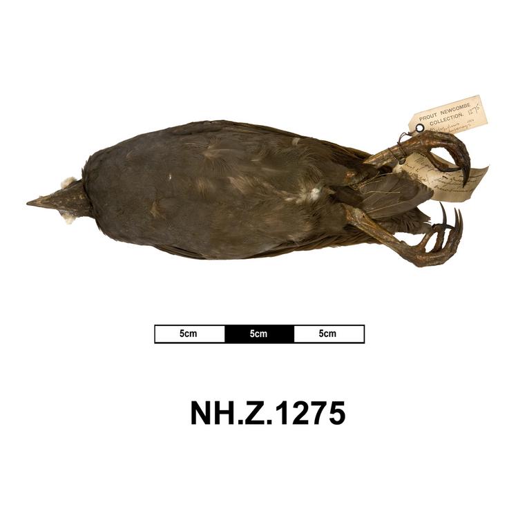 Ventral view of whole of Horniman Museum object no NH.Z.1275