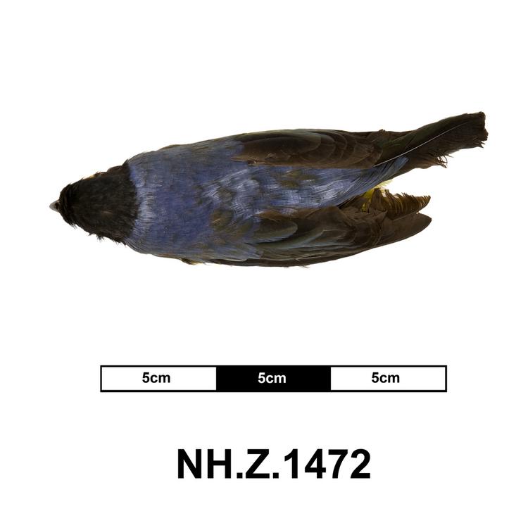 Dorsal view of whole of Horniman Museum object no NH.Z.1472