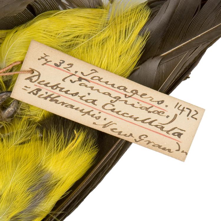 Detail view of label of Horniman Museum object no NH.Z.1472