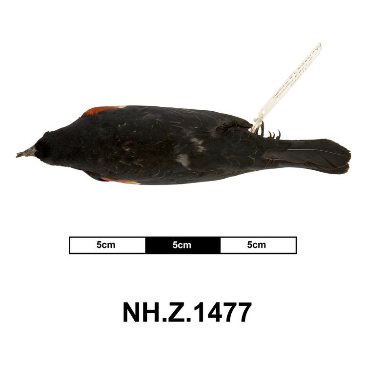 Dorsal view of whole of Horniman Museum object no NH.Z.1477