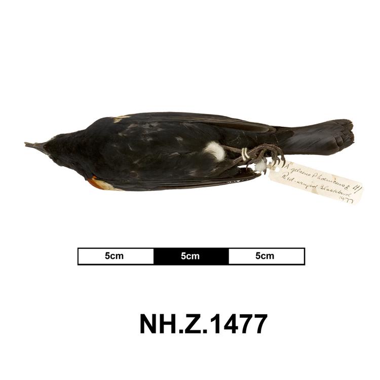 Ventral view of whole of Horniman Museum object no NH.Z.1477