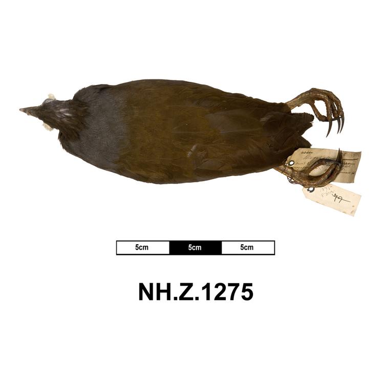 Dorsal view of whole of Horniman Museum object no NH.Z.1275