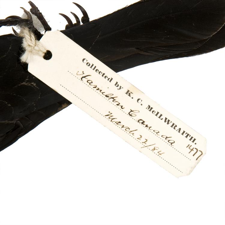 Detail view of label of Horniman Museum object no NH.Z.1477