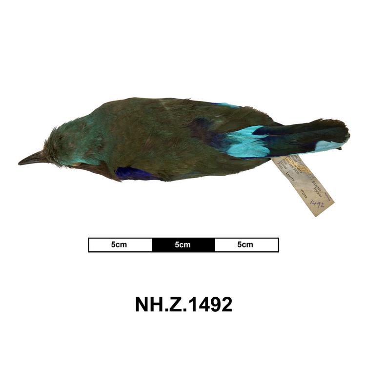 Dorsal view of whole of Horniman Museum object no NH.Z.1492