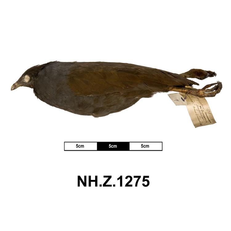 Lateral view from left of whole of Horniman Museum object no NH.Z.1275