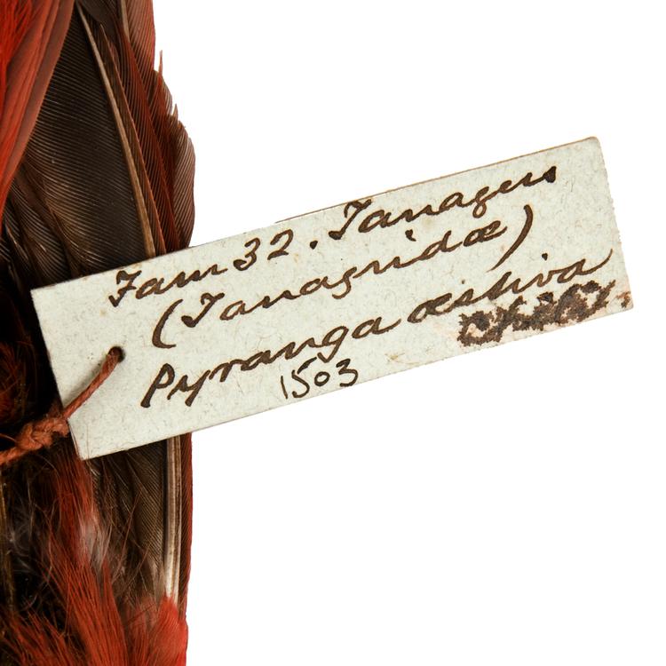 Image of Summer Tanager