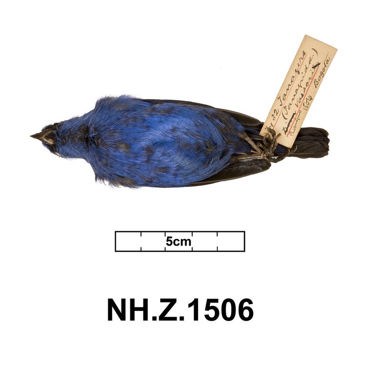 image of Blue-and-black Tanager (Tangara vassorii)