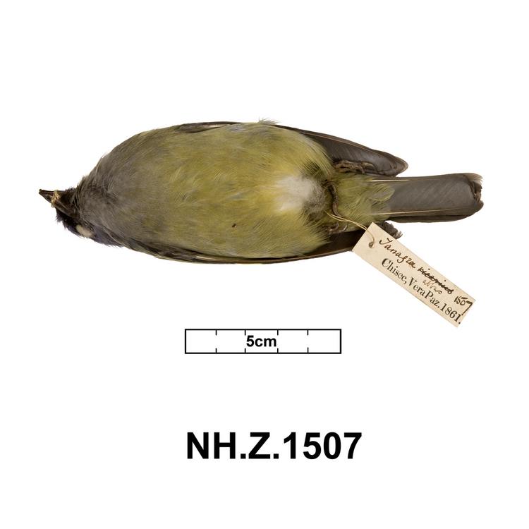 Ventral view of whole of Horniman Museum object no NH.Z.1507