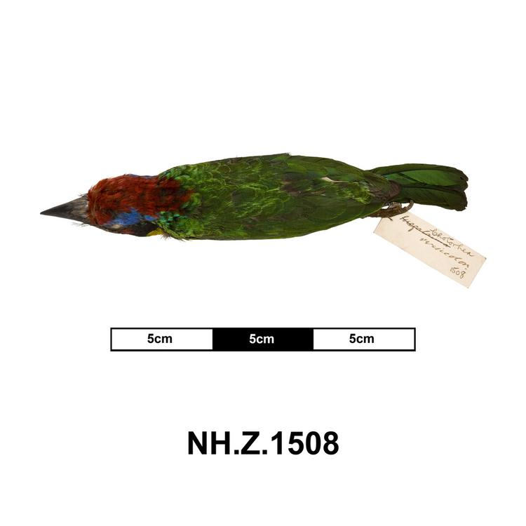 Image of Red-crowned Barbet