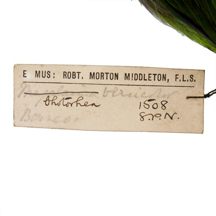 Detail view of label of Horniman Museum object no NH.Z.1508
