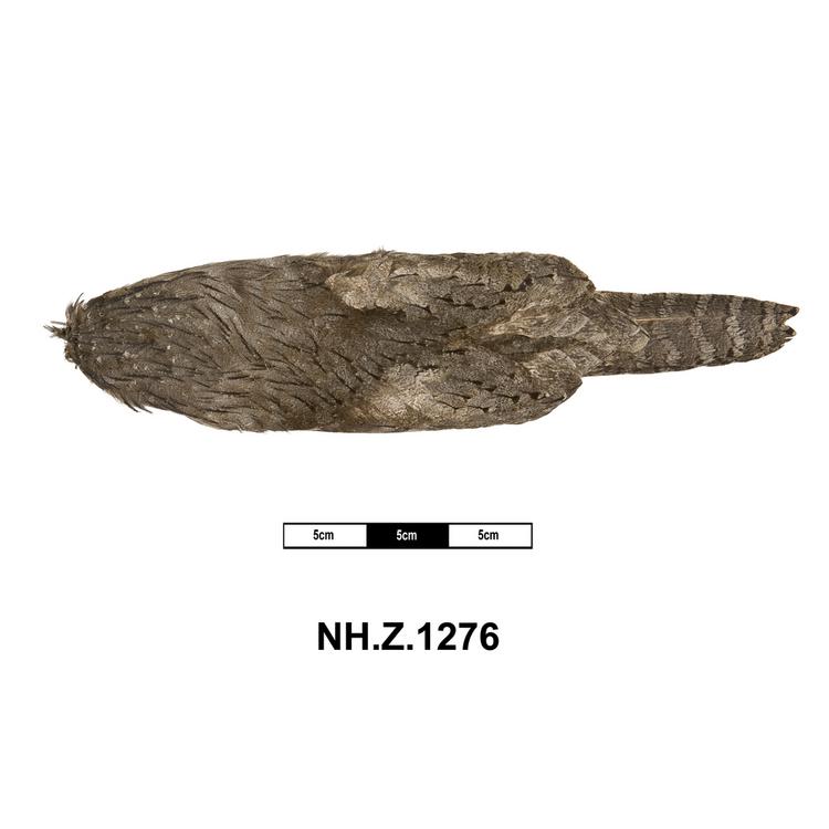 Dorsal view of whole of Horniman Museum object no NH.Z.1276