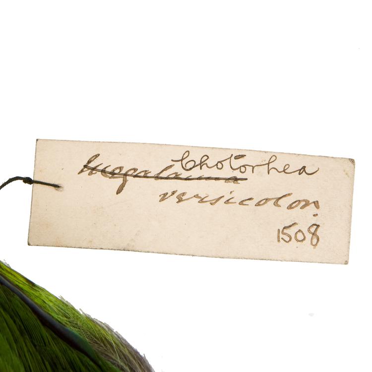 Image of Red-crowned Barbet