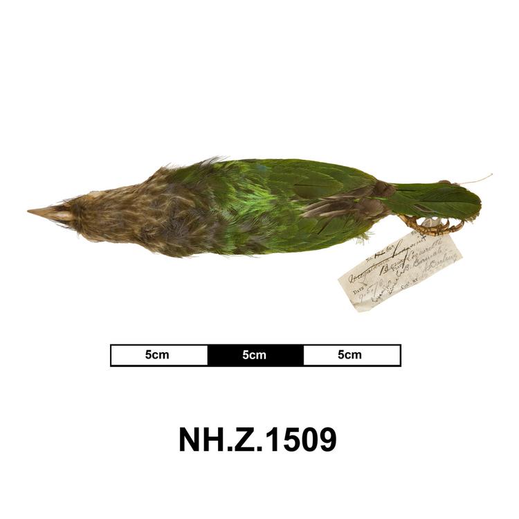 image of Lineated Barbet (Megalaima lineata)
