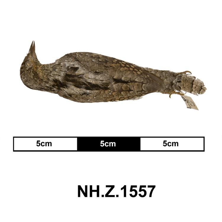 Dorsal view of whole of Horniman Museum object no NH.Z.1557